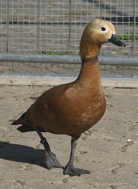 在本赛季